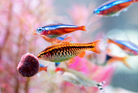 cherry barb in front of planted aquarium