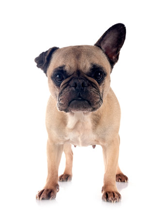 french bulldog in front of white backgroundの写真素材