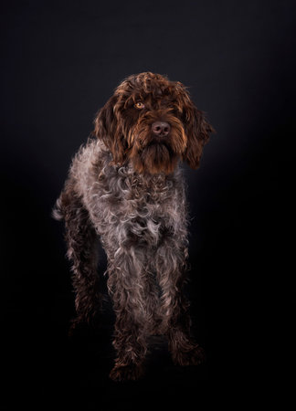 Wirehaired Pointing Griffon in front of black background