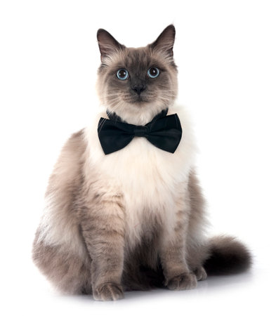 siberian cat in front of white backgroundの写真素材