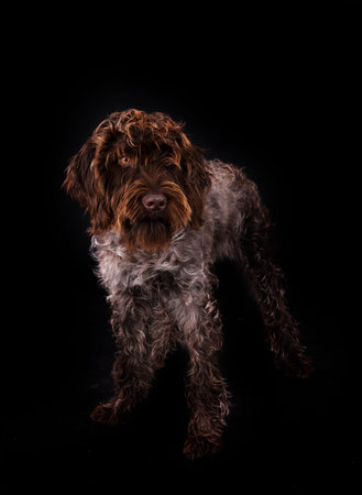 Wirehaired Pointing Griffon in front of black background