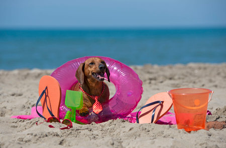 brown dachshund playing on the beach in summerの写真素材