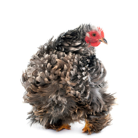 Curly Feathered chicken Pekin in front of white backgroundの写真素材