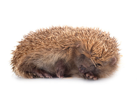 spiny hedgehog on a white backgroundの写真素材