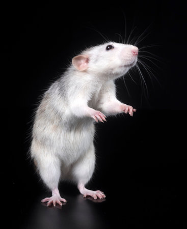 young rat in front of black background
