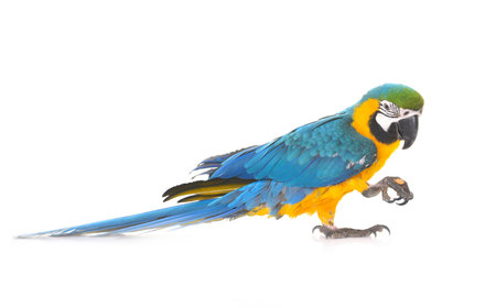 Blue-and-yellow macaw in front of white background