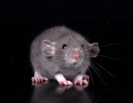 young rat in front of black backgroundの写真素材