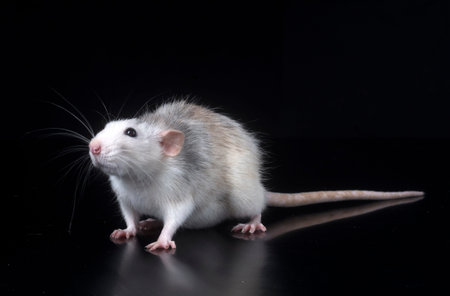 young rat in front of black background