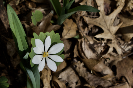 Macro view of Sanguinaria canadensis (Bloodroot) wildflower blooming in its native woodland settingの写真素材