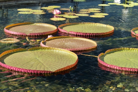 Elegant giant water lily pads on waterの写真素材