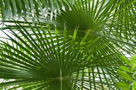 Close up view of a Ribbon Fan Palm treeの写真素材