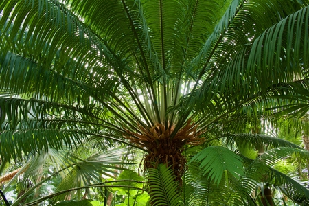 Close up view of a Queen Sago Cycas Palm Treeの写真素材