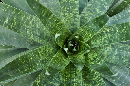 Overhead view of a bromeliad plant with bright green foliageの写真素材