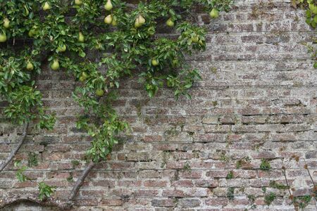 Attractive espalier pear tree growing on an antique European stone wallの写真素材