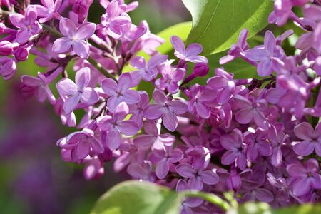 Close up view of fresh new budding Persian lilac flowersの写真素材