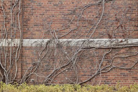 Brown brick wall background with mature bare vine branches covering the surfaceの写真素材