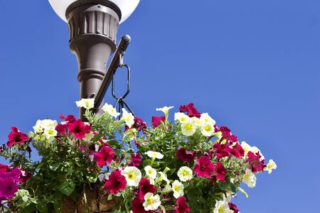 Upward view of colorful petunias in a planter hanging below an attractive street lamp, with blue sky backgroundの写真素材