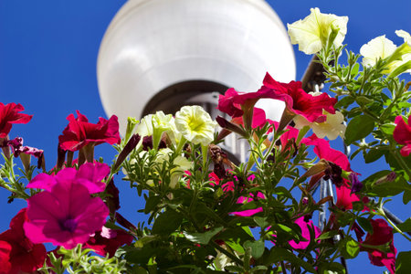 Upward view of colorful petunias in a planter hanging below an attractive street lamp, with blue sky...