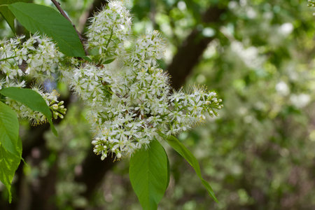 Close up view of fresh blooming Amur cherry tree blossoms in spring