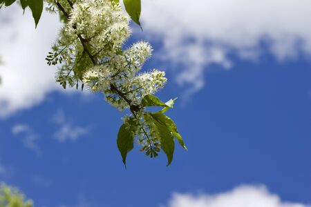 Close up view of fresh blooming Amur cherry tree blossoms with blue sky backgroundの写真素材