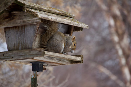 Close up profile view of an eastern gray squirrel on an old rustic bird feeder