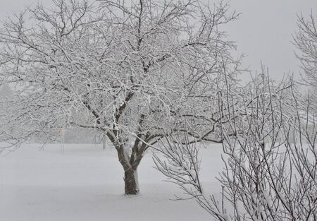 Close up view of a bare crab apple tree with branches covered with snow following a winter blizzardの写真素材