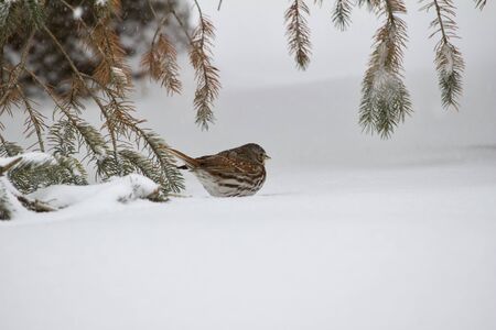 View of a solitary fox sparrow bird perched under an evergreen tree during a blizzardの写真素材