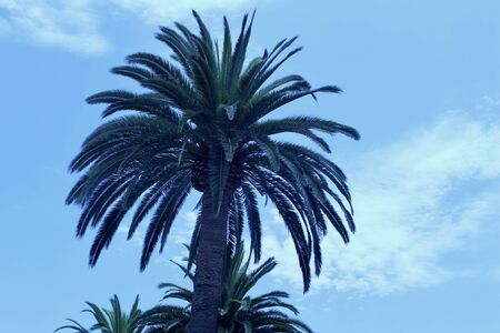 Close up view of a solitary palm tree, with blue sky and copy spaceの写真素材