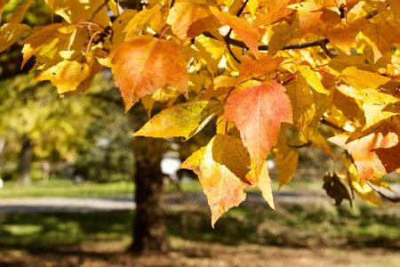 Close up view of golden red autumn color leaves on a red maple tree
