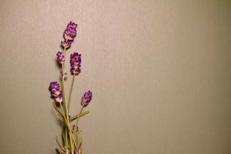Macro abstract view of isolate sprigs of purple lavender blossom stems on recycled paper background, with copy spaceの写真素材