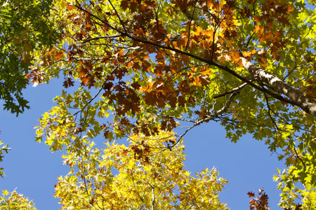 Tree top texture background of colorful red, orange, and yellow leaf trees with blue sky background
