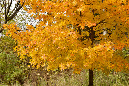 Close up view of bright sunny autumn red and yellow color leaves on a maple tree