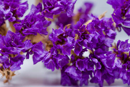 Macro abstract texture view of dried purple statice (limonium) blossoms on white backgroundの写真素材