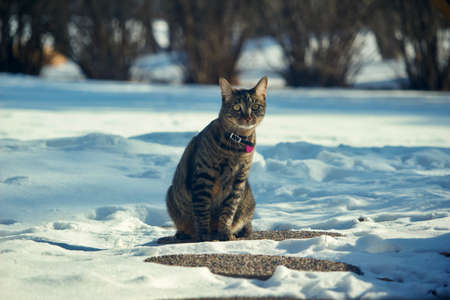 Close up view of a gray tabby cat sitting on a snow covered ground on a sunny day, looking towards the cameraの写真素材