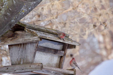 A purple house finch perches on a rustic wooden safflower bird feeder on a snowy winter day, with copy spaceの写真素材