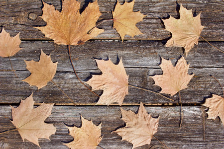 Close up abstract texture background of maple leaves setting in random pattern on a rustic weathered...