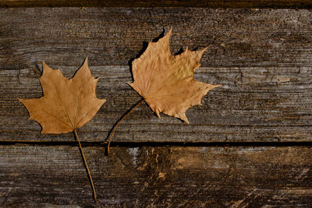 Close up abstract texture background of maple leaves setting in random pattern on a rustic weathered...