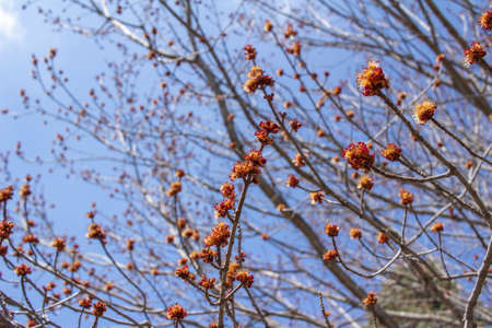 Upward tree top view of newly blossoming  red and yellow red maple tree flowers in spring, with blue sky backgroundの写真素材