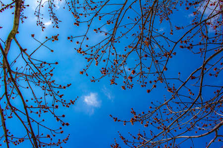 Upward tree top view of newly blossoming  red and yellow red maple tree flowers in spring, with blue sky backgroundの写真素材