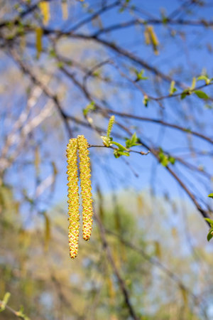 Close up view of flowering yellow catkins on a river birch tree (betula nigra) with blue sky...