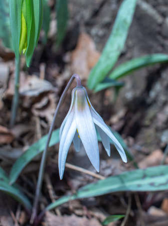 Macro view of spring blooming white trout lily wildflowers growing in their native woodland habitatの写真素材