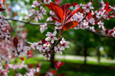 Close up view of delicate white and red flowers blooming on a purple leaf sand cherry bush with...