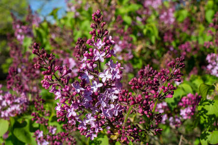 Close up view of beautiful budding Persian lilacs with blue sky background on a bright sunny dayの写真素材