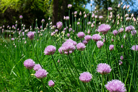 Close up landscape view of fresh blooming chives in a sunny herb garden