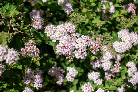Close up view of bright pink blossoms and buds on a blooming spirea bush on a sunny day
