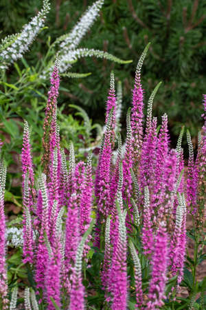Close up view of beautiful blooming pink and purple veronica spicata flowers (spike speedwells) in a sunny ornamental gardenの写真素材