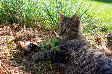 Close up view of a gray tabby cat enjoying a patch of catnip in a sunny herb gardenの写真素材