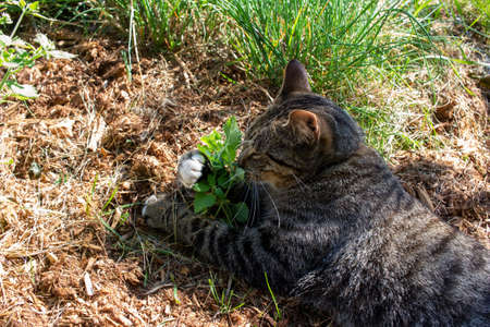 Close up view of a gray tabby cat enjoying a patch of catnip in a sunny herb gardenの写真素材
