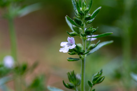 Macro view of tiny purple flower blossoms on a summer savory herb plant with sunny defocused...