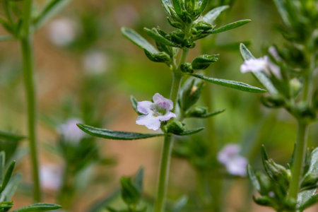 Macro view of tiny purple flower blossoms on a summer savory herb plant with sunny defocused...